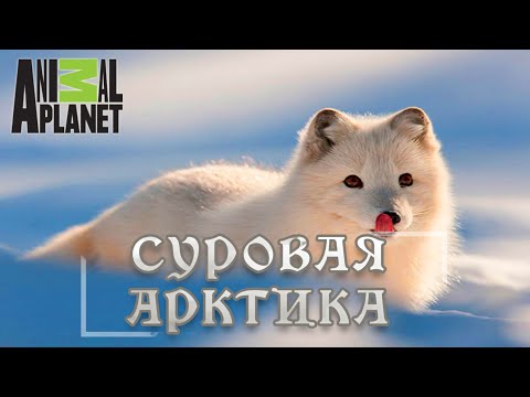 Суровая Арктика - Ледяная пустыня. Animal Planet