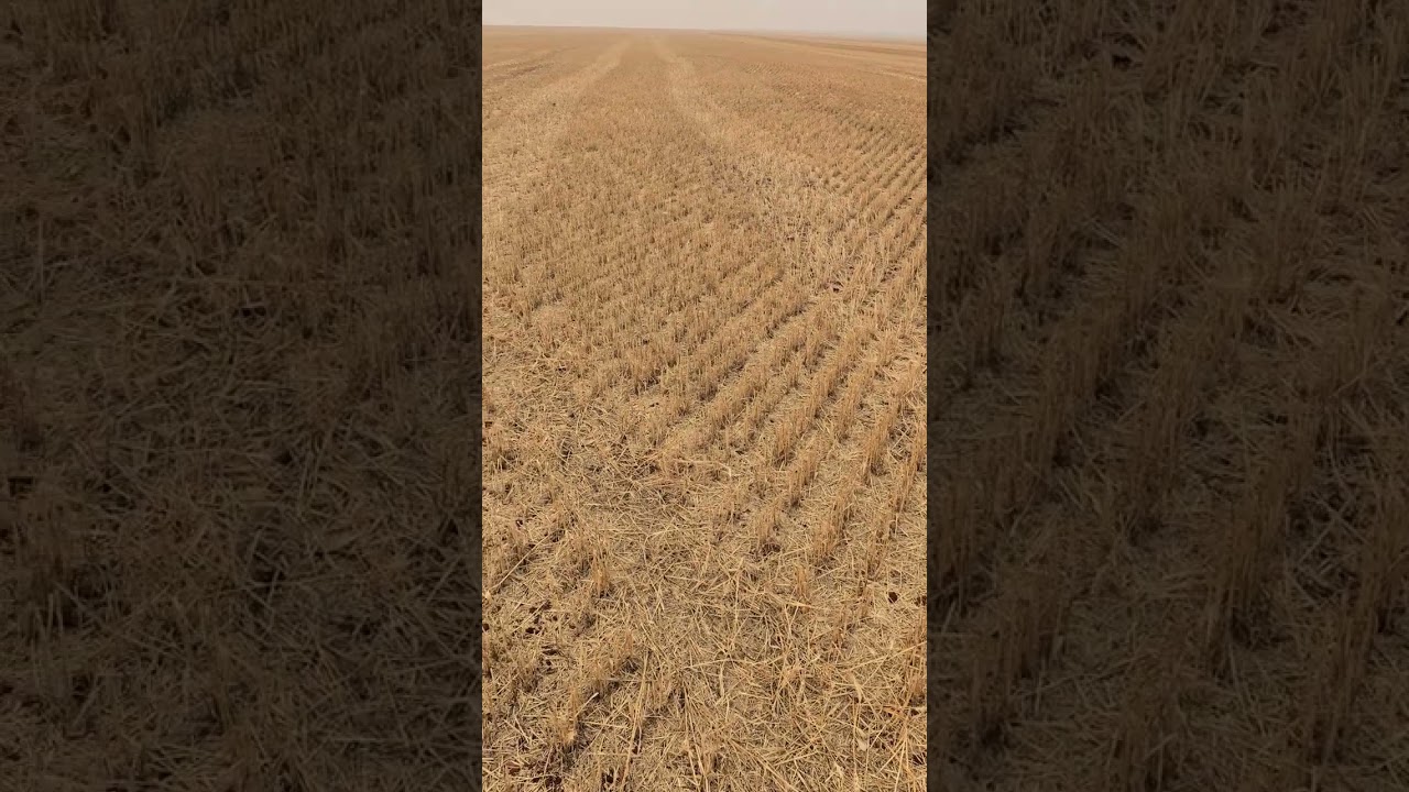 Importância do Trigo bem manejado para o controle de Plantas Daninhas - Parte II