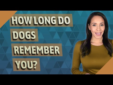 YouTube video about: How long can a dog remember a scent?