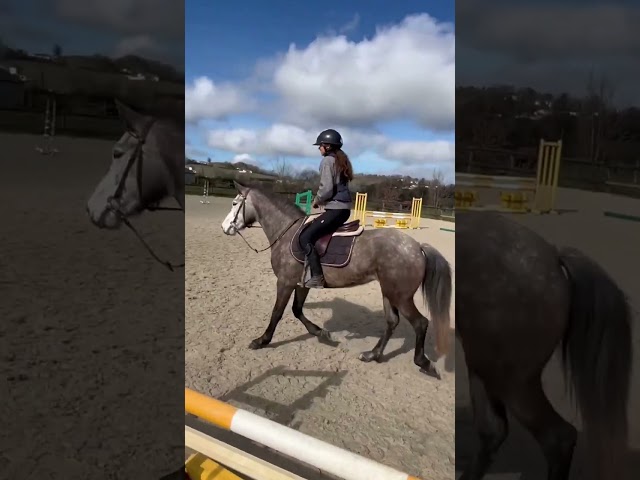 Vend jument 4 ans Connemara Part Bred