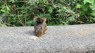 【カナダの野生動物】Squirrel    リス