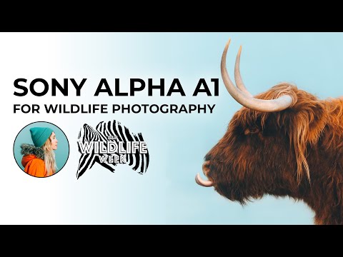 Charly Savely: Sony Alpha a1 for Wildlife Photography: Conversation and Q&A | #BHWildlifeWeek