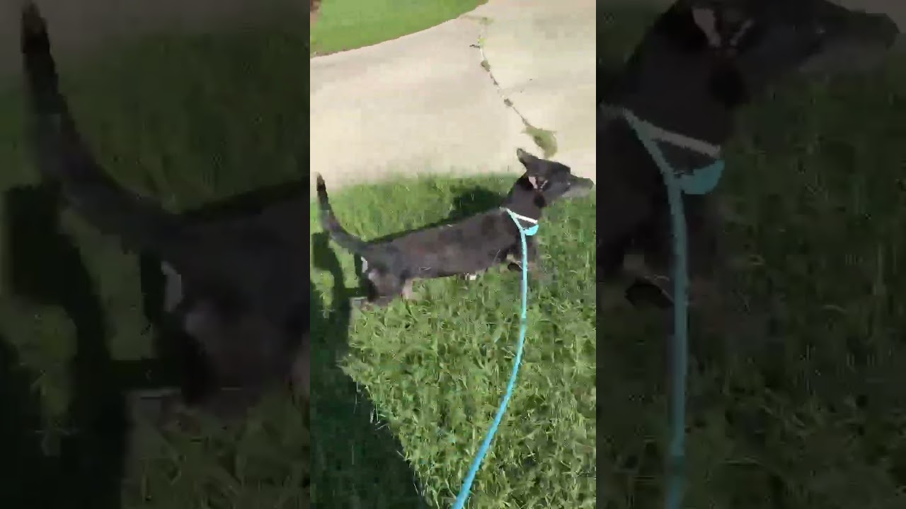 Enlarge Berry, a Adoptable mixed breed in Boulder, CO video 2/3