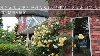 美しいバラが沢山の、ご夫婦が経営されているカフェ　Dear ROSE