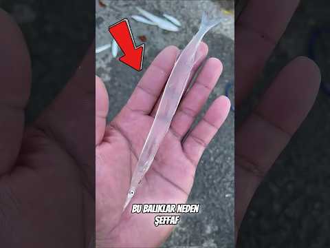 Kansız Balık ❗️😱 #shorts