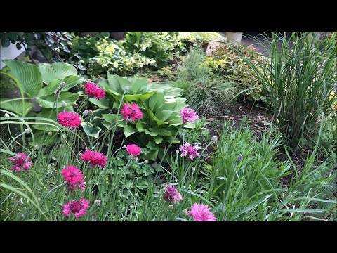 スリットリーフコーンフラワー 植物