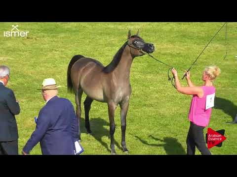 N.1 WAFINA - Strohen 2018 C European