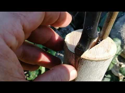 Innesto di fico a spacco- da MicheleExpert (Cropalati Cs)