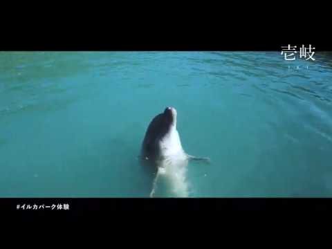 壱岐　イルカパーク体験