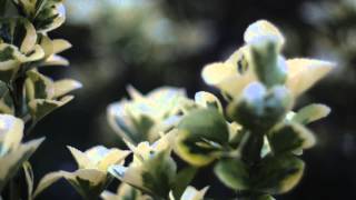 Superdrag - Wrong Vs. Right Doesn't Matter (Music Video)