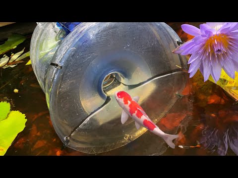 MEGA FISH TRAP Catches Rare KOI