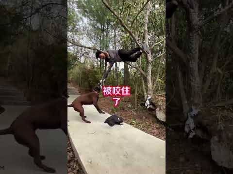 A dog with special skills #dogs with amazing talents