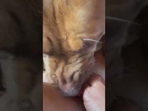 ปลาเส้นกินแซ่บ #คนรักหมา #postviralシ #reelsviralシfb #funnyvideos