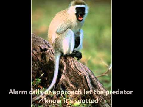 Pursuit-deterrent signals- an educational song