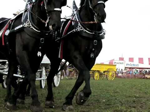 6 Horse Hitches, all different