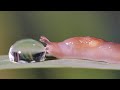 Slug vs water droplet #2 - UHD 4K