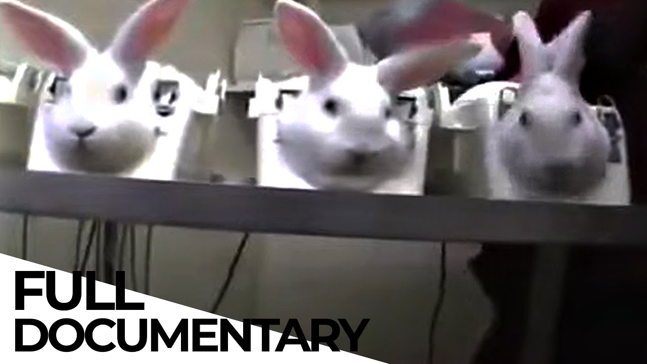Bye Bye Guinea Pig? The Battle to STOP Animal Testing | Animal Rights