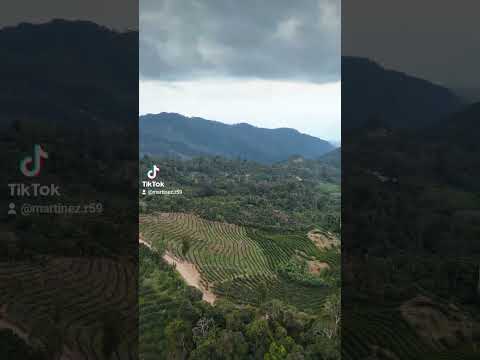Vista panorámica Fincas Martinez ( Perú-San Martín-Bellavista- Bajo Biavo)