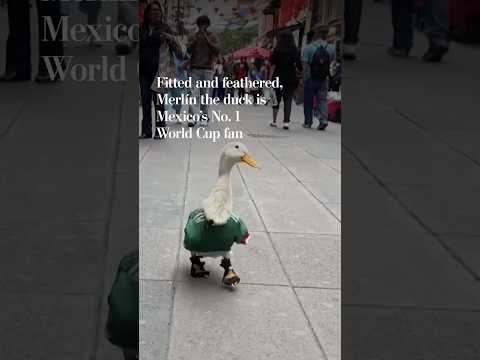 Fitted and feathered, Merlín the duck is Mexico’s number one World Cup fan