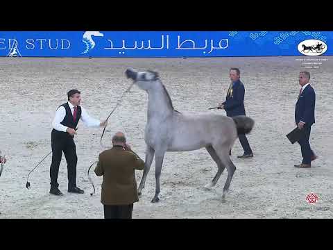 N 39 AL ARYAM BANAFSAJ   World Arabian Horse Championship 2021   PARIS   Junior Fillies Class 2B