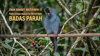 Download lagu Masteran burung srigunting abu gacor ampuh @hendry5818 #birds #masteranjernih  mp3