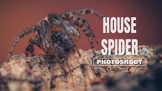 House Spider Rescue and Photoshoot | Macro Photography Tutorial