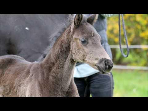 Lakschwarzes Stutfohlen von Fürst Jazz - Dancier