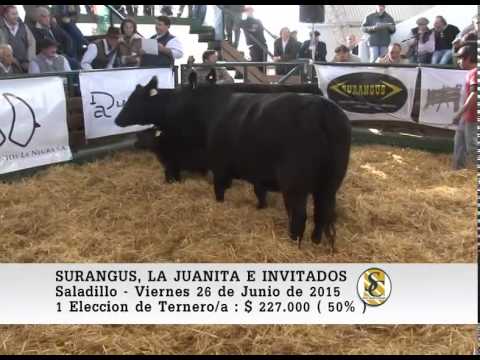 26-06-15 Ventas de Vaquillonas y Terneras P.P. ( Parte 2 ) - Surangus e Invitados - Saladillo