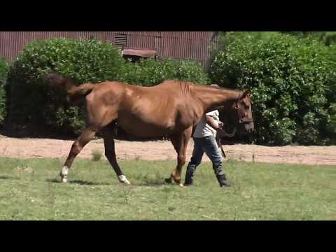 Lote GUALTECA (ARG)