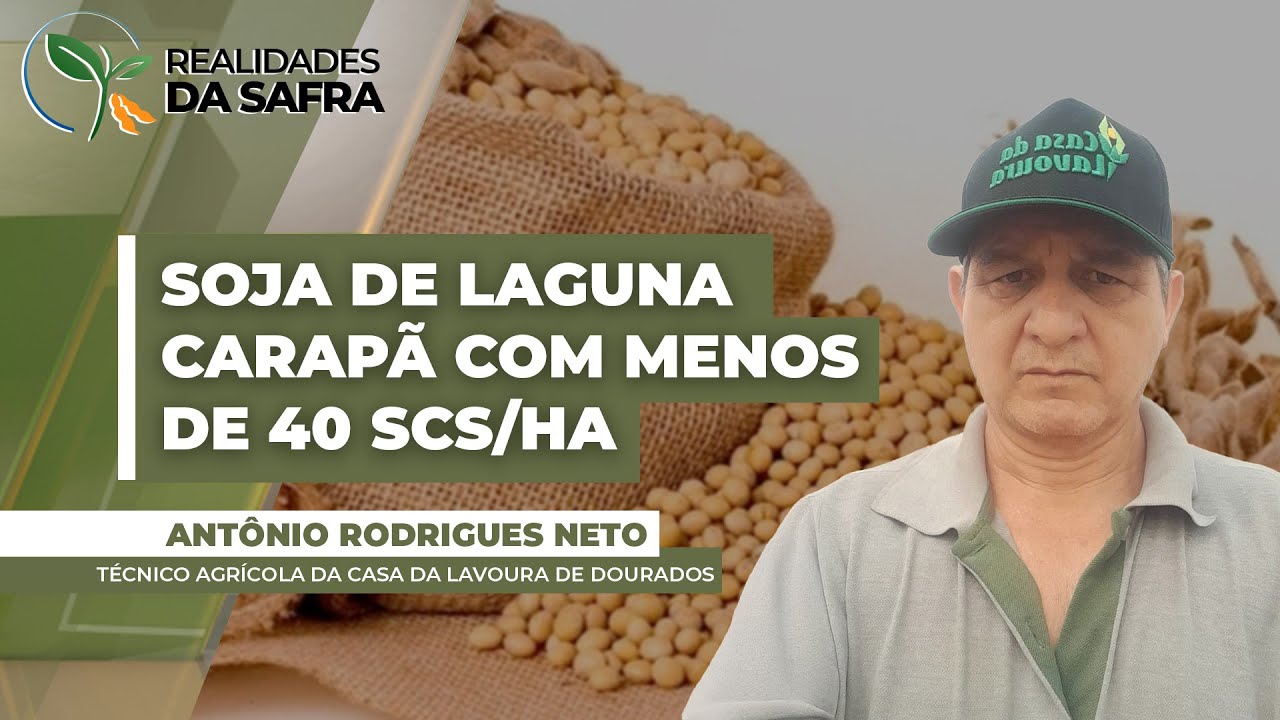 Produtividade da soja de Laguna Carapã/MS deve ficar abaixo de 40 scs/ha após safra com chuvas...