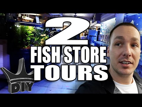 2 Fish store tours and Discus Aquarium Set Up