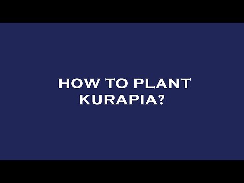 How to plant kurapia?