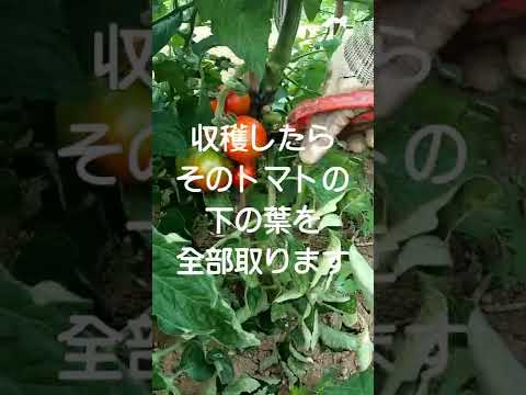 トマトに穴が開くのはなぜですか?行動を起こすべきでしょうか？  庭園