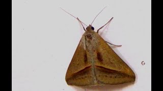 Sugarcane Looper Moth