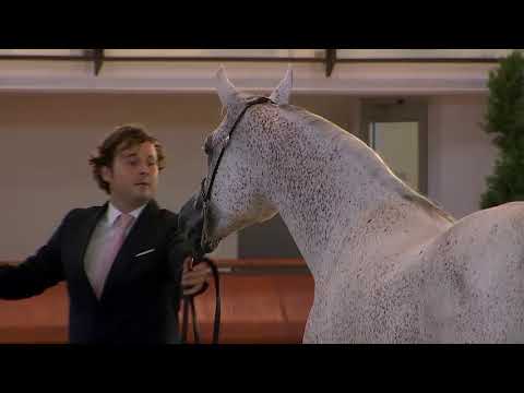 N.74 SG WANESSA - Italian Nationals 2018 - 7-9 Years Old Mares (Class 8)