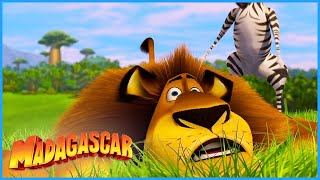 Discovering the Wild | DreamWorks Madagascar
