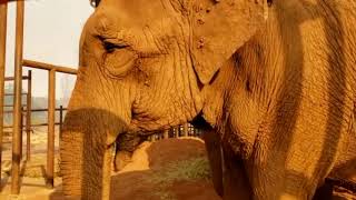 Fire at Elephant Sanctuary Brazil