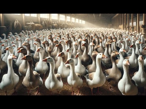, title : 'Chinese Farmers Raise Hundreds Of Millions Of Lion Head Goose - Farming Documentary'