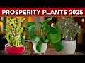 9 prosperity plants ngayong 2025 na dapat ipasok sa loob ng bahay