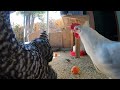 Backyard Chickens Long Compilation Relaxing Sounds Noises Hens Clucking Roosters Crowing 6 Hours!