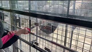 [遊記] 【親子旅遊】九州自然動物園 猛獸餵食記