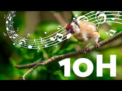 GOLDFINCH PURE SONG 🔥 10 HOURS to BOOST Singing! 🎶✨