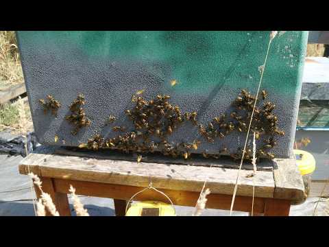 WASPS ATTACK