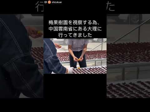 Fui para Dali, província de Yunnan, na China, que é famosa pelas flores de ameixeira. Em nossa empresa somos exigentes com os materiais que utilizamos e, após inspecioná-los com nossos próprios olhos, selecionamos materiais confiáveis ​​e fabricamos nossos produtos.