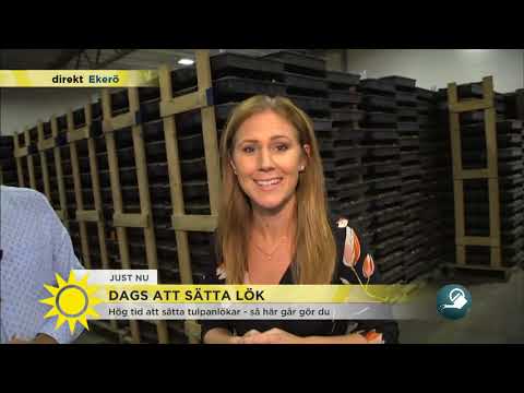 Dags att sätta tulpanlökar – så går det till - Nyhetsmorgon (TV4)