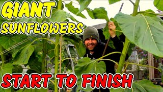 How to grow GIANT Sunflowers from Seed | START TO FINISH | UK