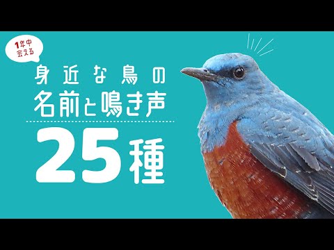 コガネムシ: 賑やかな春の到来を告げる鳥 自然と動物