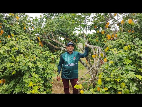 Mine chácara em bonito PE 20/55 valor $110 a pedida 