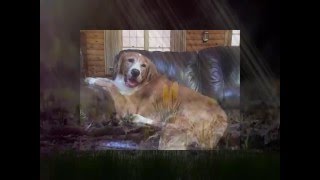 They&#39;re Waiting at Rainbow Bridge Yes They Made It Home