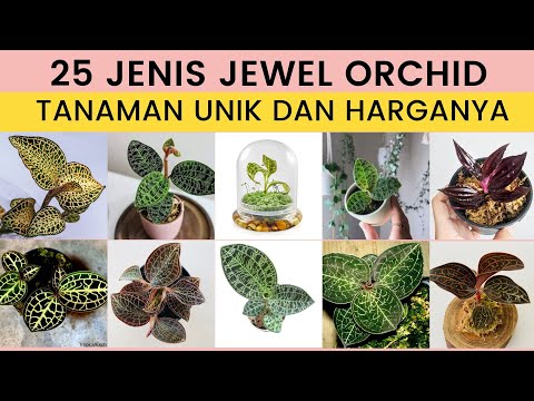 , title : '25 Jenis Jewel Orchid Tanaman Hias yang Sedang Populer dan Update Harga Anggrek Permata'